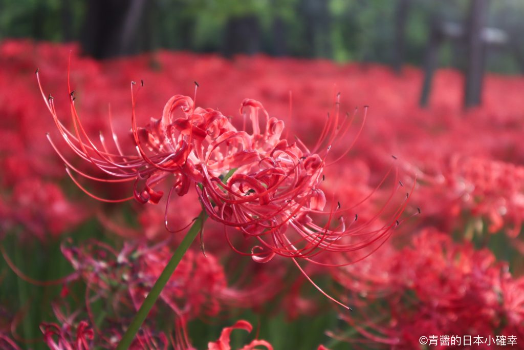 巾着田曼珠沙華公園
