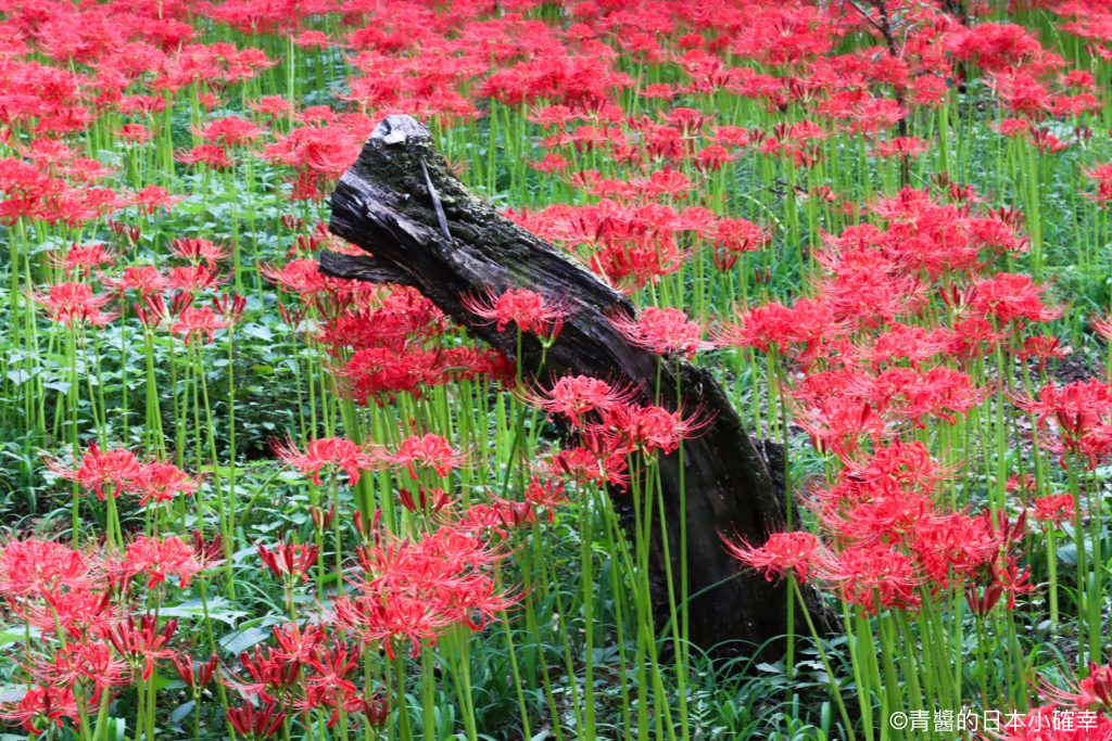 巾着田曼珠沙華公園