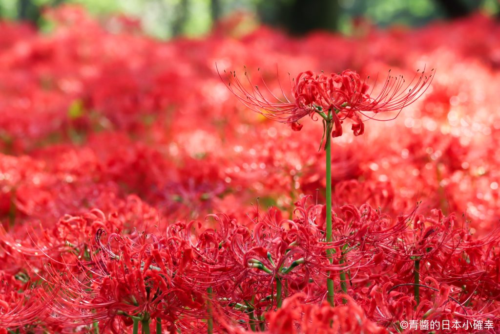 巾着田曼珠沙華公園