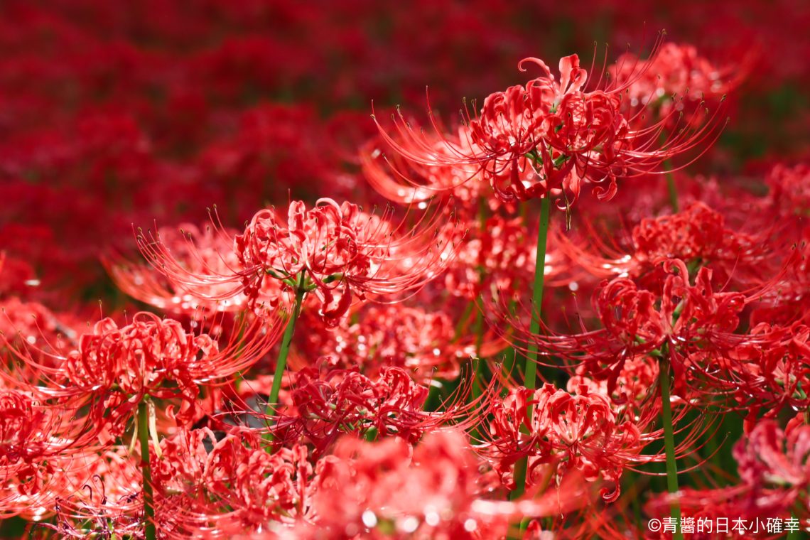 巾着田曼珠沙華公園