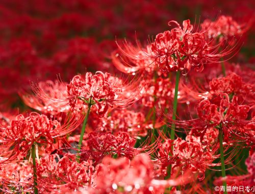 巾着田曼珠沙華公園