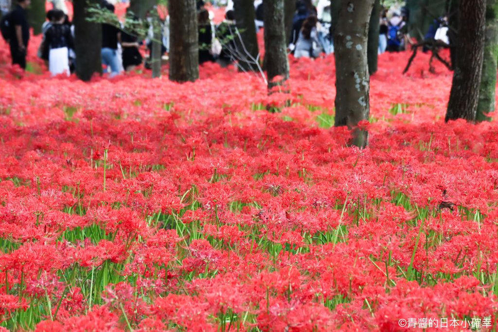 巾着田曼珠沙華公園