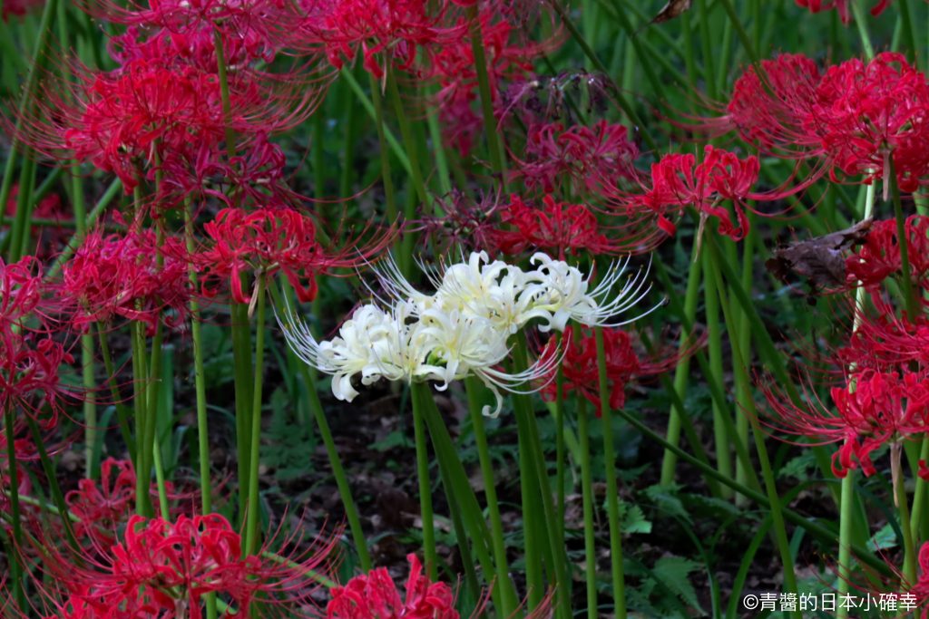 巾着田曼珠沙華公園