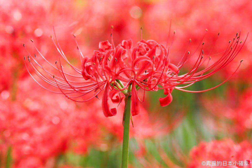 巾着田曼珠沙華公園