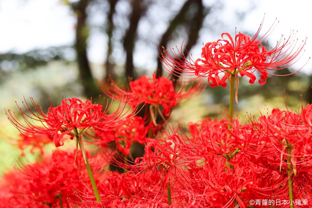 巾着田曼珠沙華公園