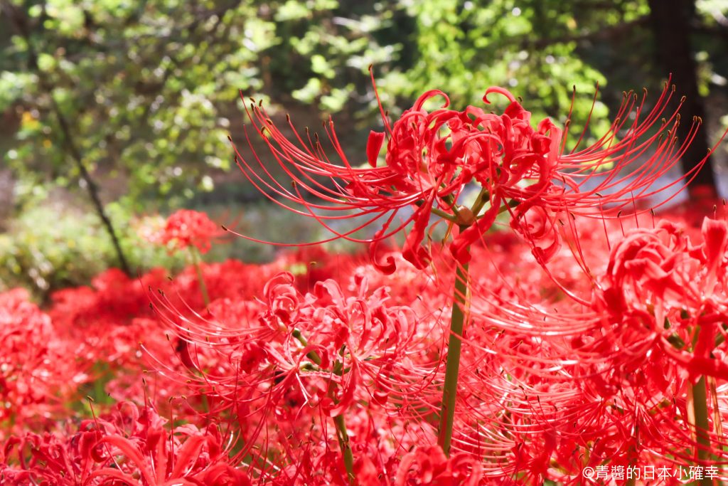 巾着田曼珠沙華公園