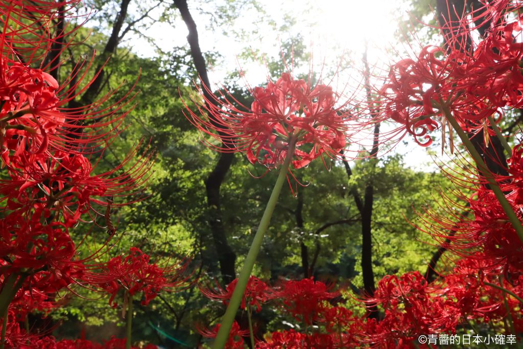 巾着田曼珠沙華公園