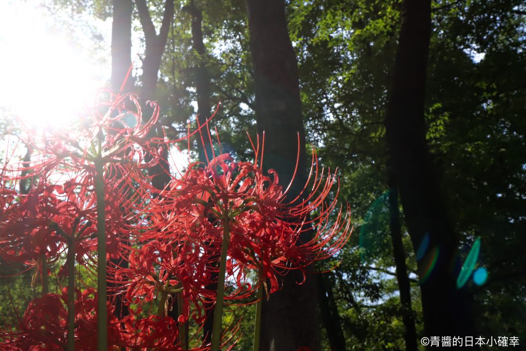 巾着田曼珠沙華公園