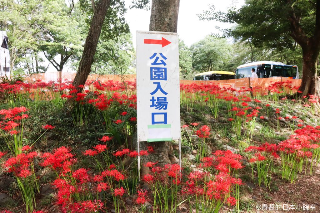 巾着田曼珠沙華公園