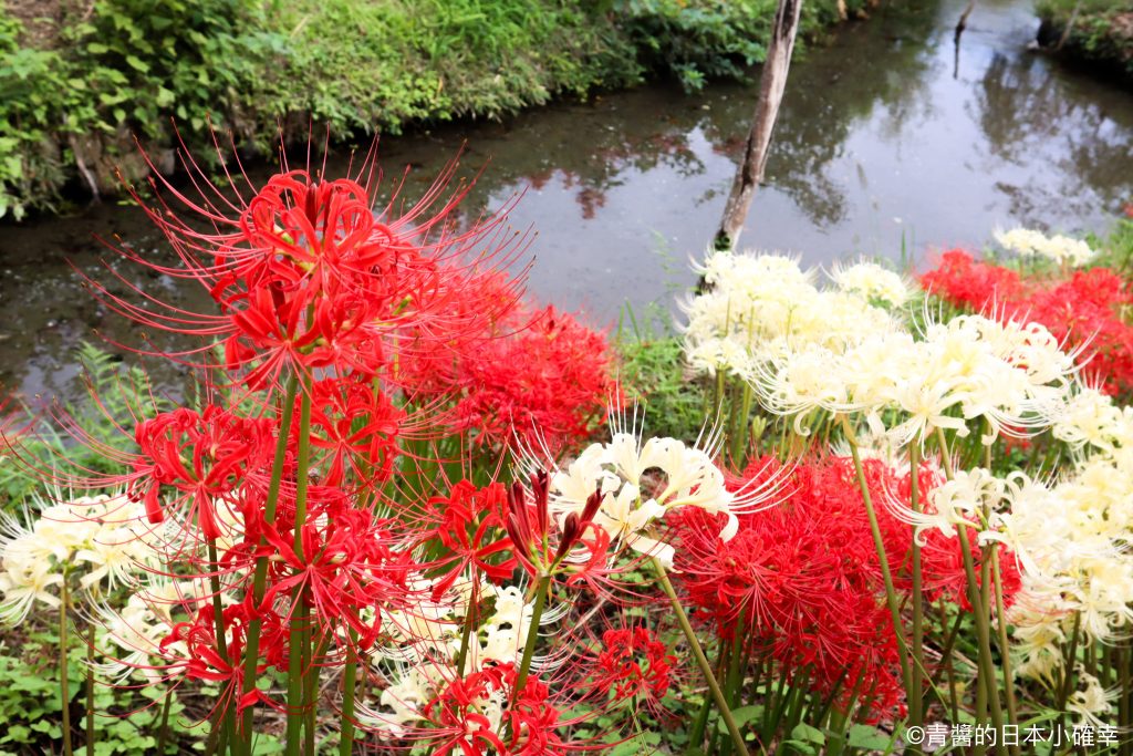 巾着田曼珠沙華公園