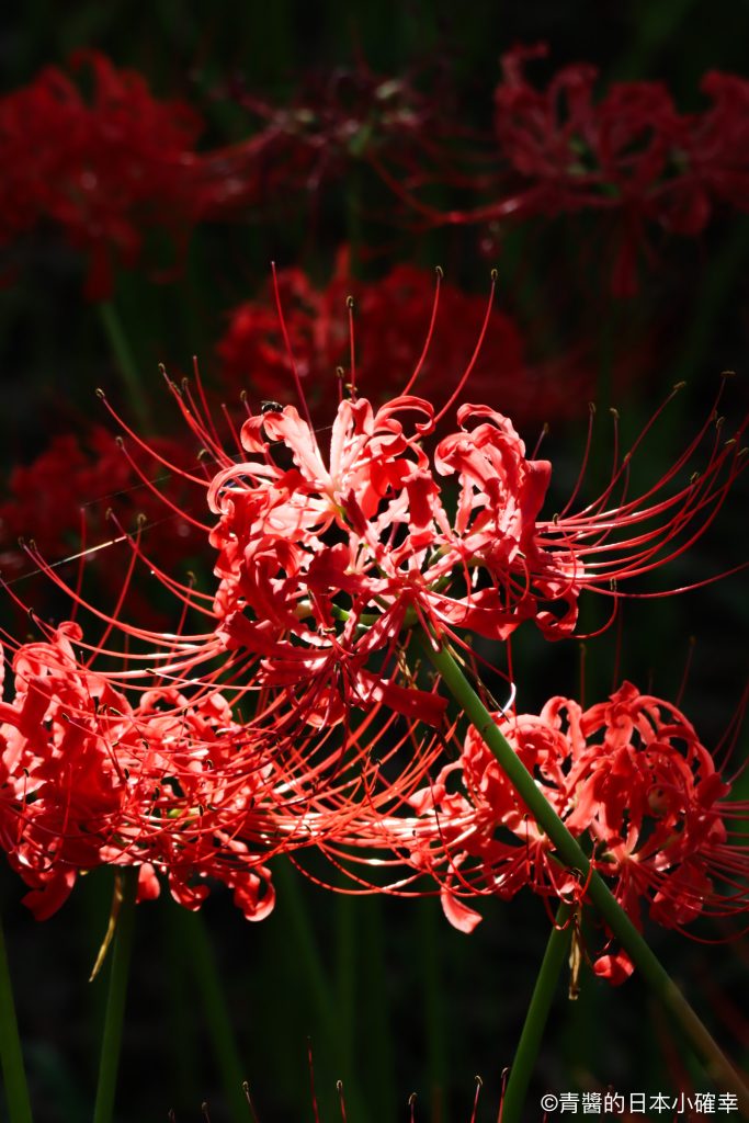 巾着田曼珠沙華公園