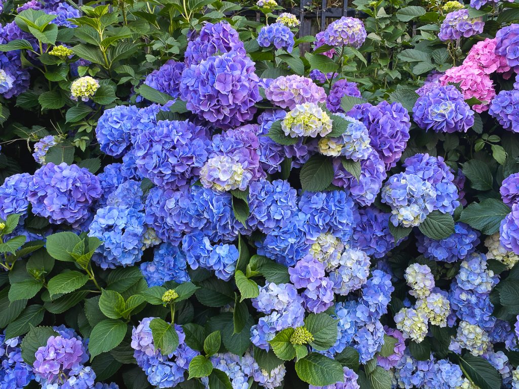 繡球花_飛鳥小徑