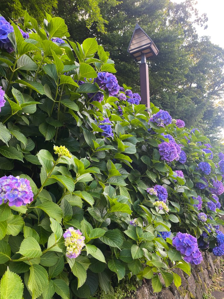 繡球花_飛鳥小徑